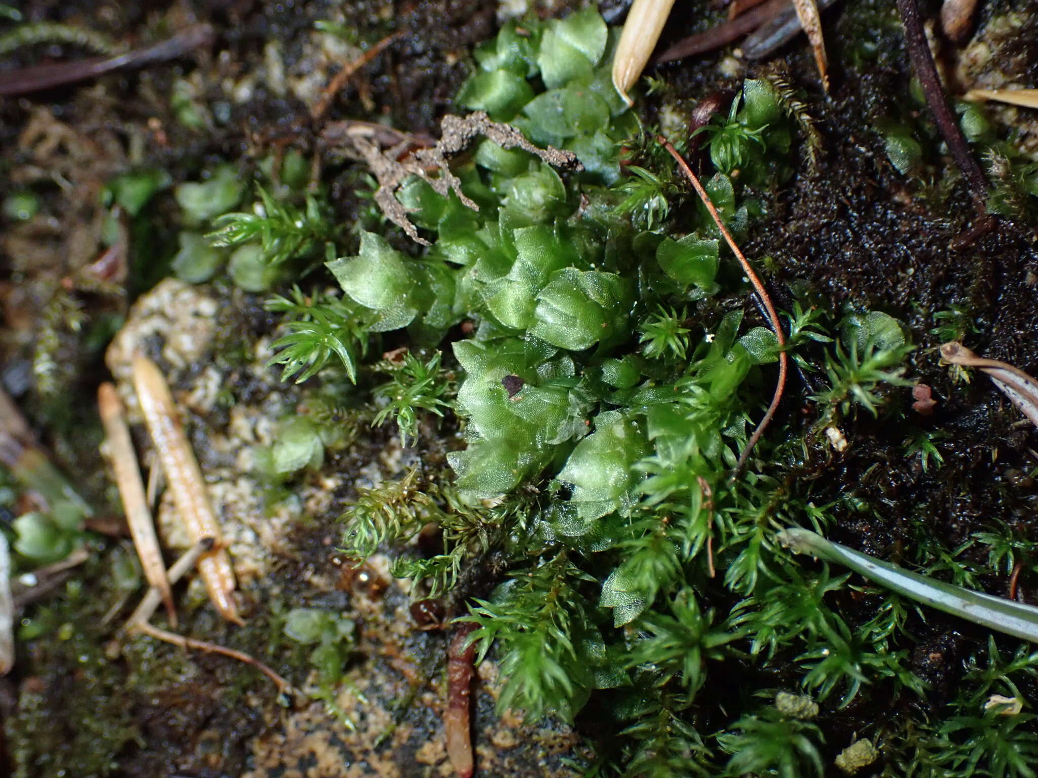 Image of sharpleaf hookeria moss