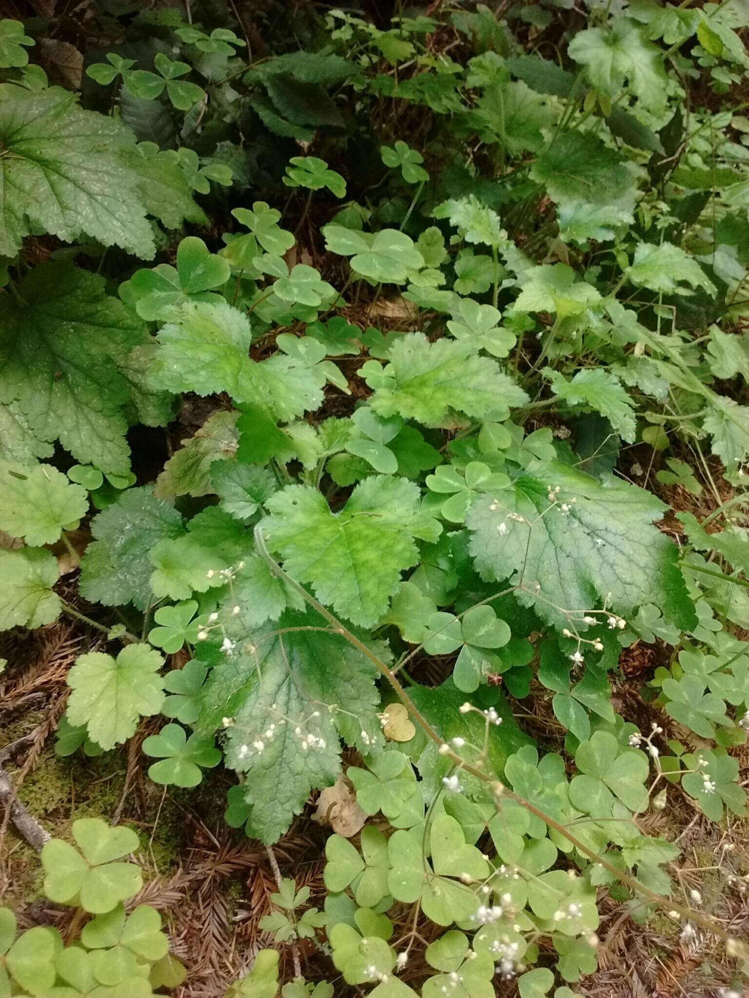 Image of crevice alumroot