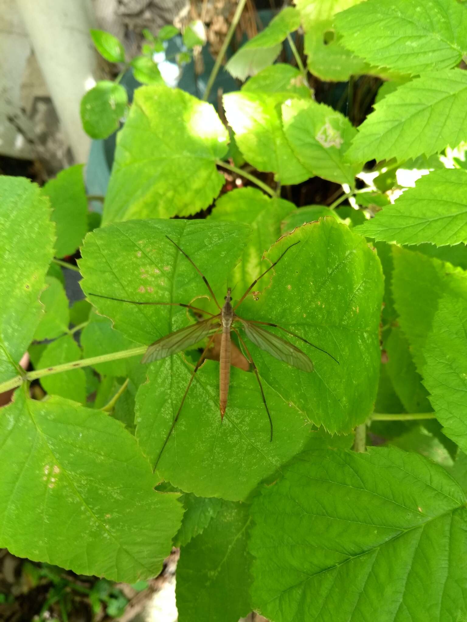 Image of Cranefly