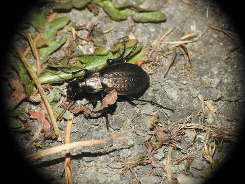 Image of Carabus (Orinocarabus) fairmairei C. G. Thomson 1875