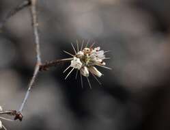 Imagem de Acanthoscyphus parishii (Parry) Small