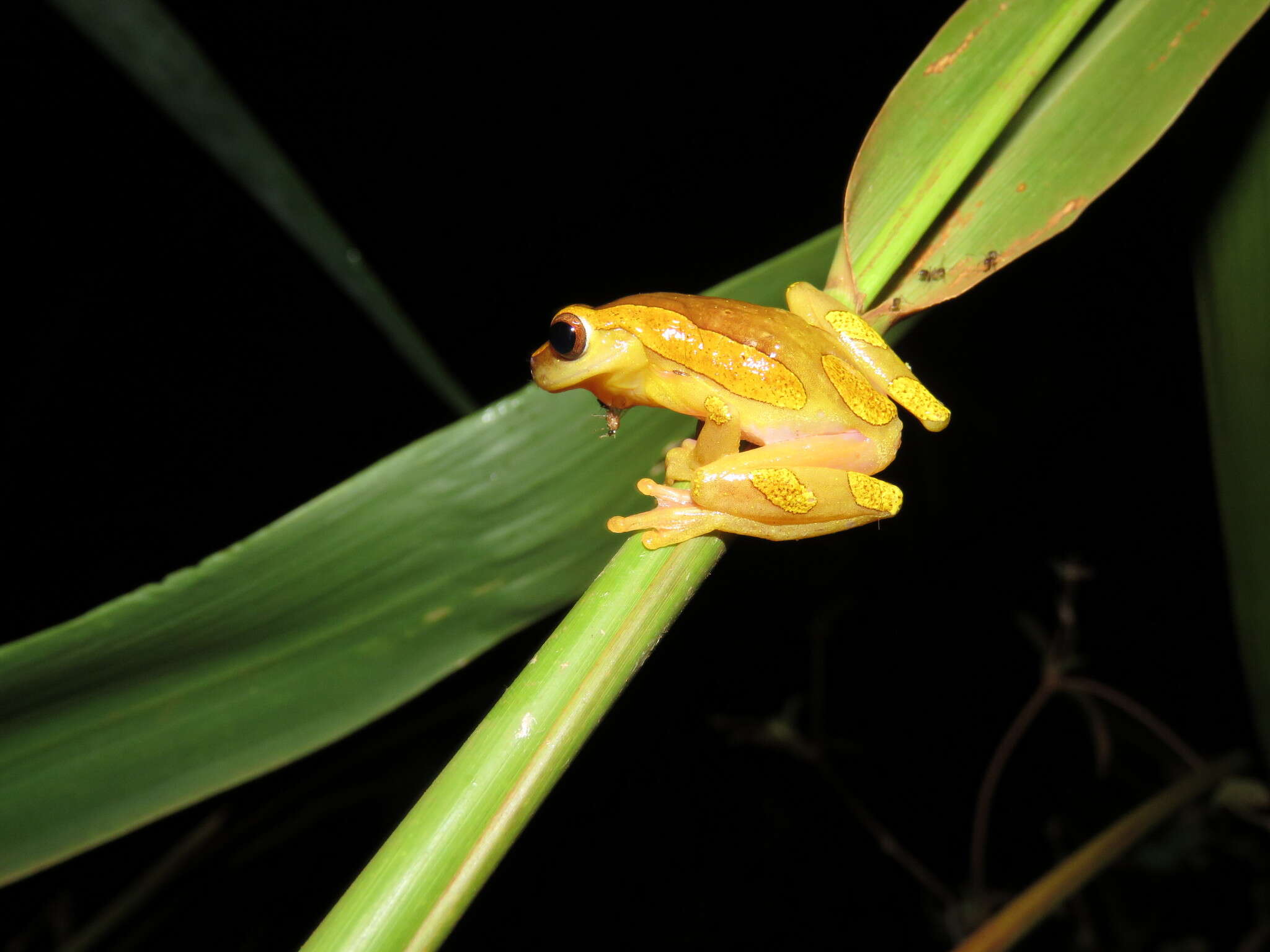 Image of Dendropsophus arndti Caminer, Milá, Jansen, Fouquet, Venegas, Chávez, Lougheed & Ron 2017