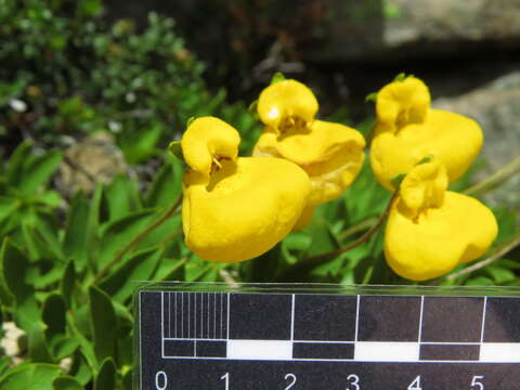 Image of Calceolaria pennellii Descole & Borsini