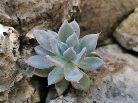 Image of Echeveria cuspidata Rose ex Britton & Rose