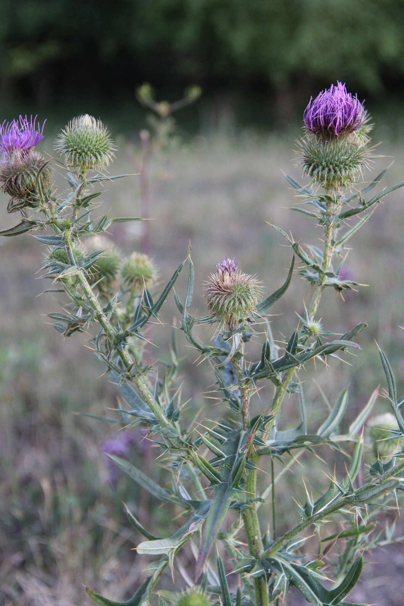 Слика од Cirsium ciliatum (Murray) Moench