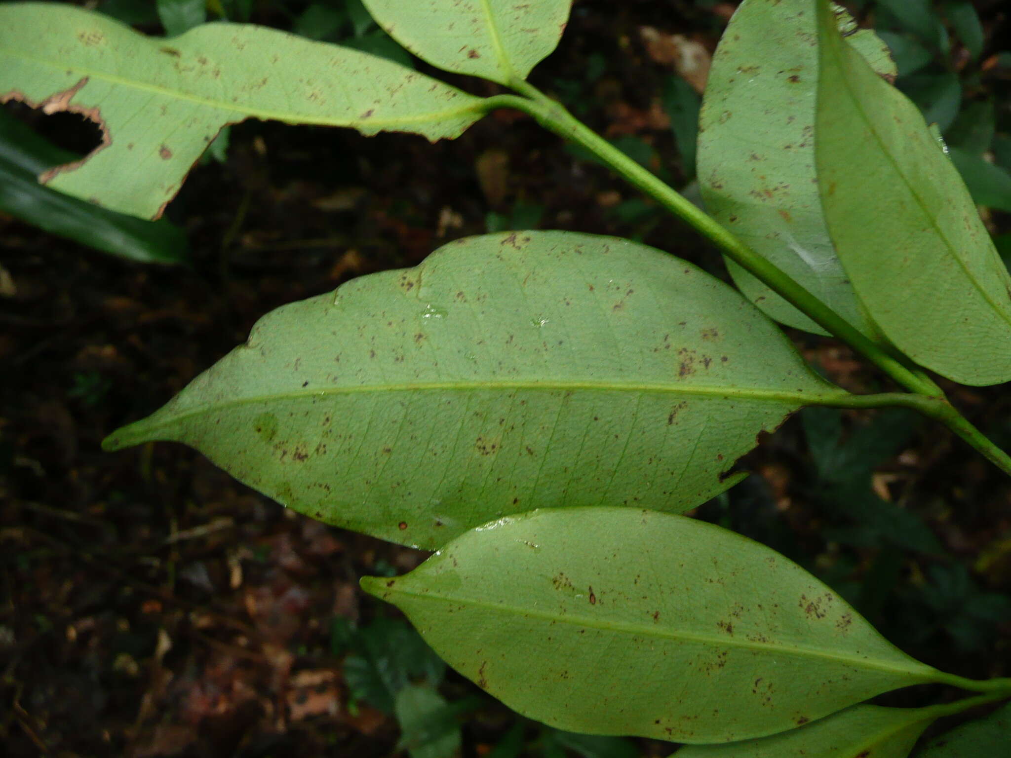 Image of Garcinia ovalifolia Oliv.