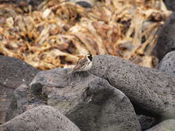 Image of Alaska longspur