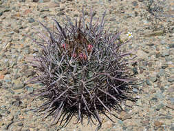 Image of Ferocactus fordii subsp. fordii