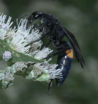 صورة Psorthaspis brimleyi (Malloch 1928)