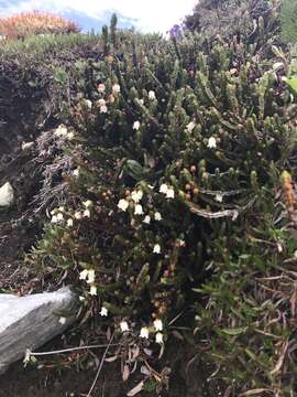 Image of white arctic mountain heather