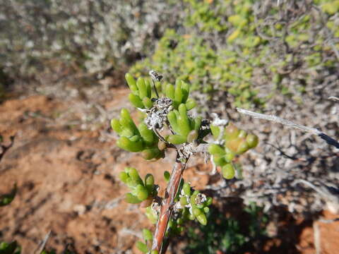 Image of Delosperma pageanum (L. Bol.) Schwant.