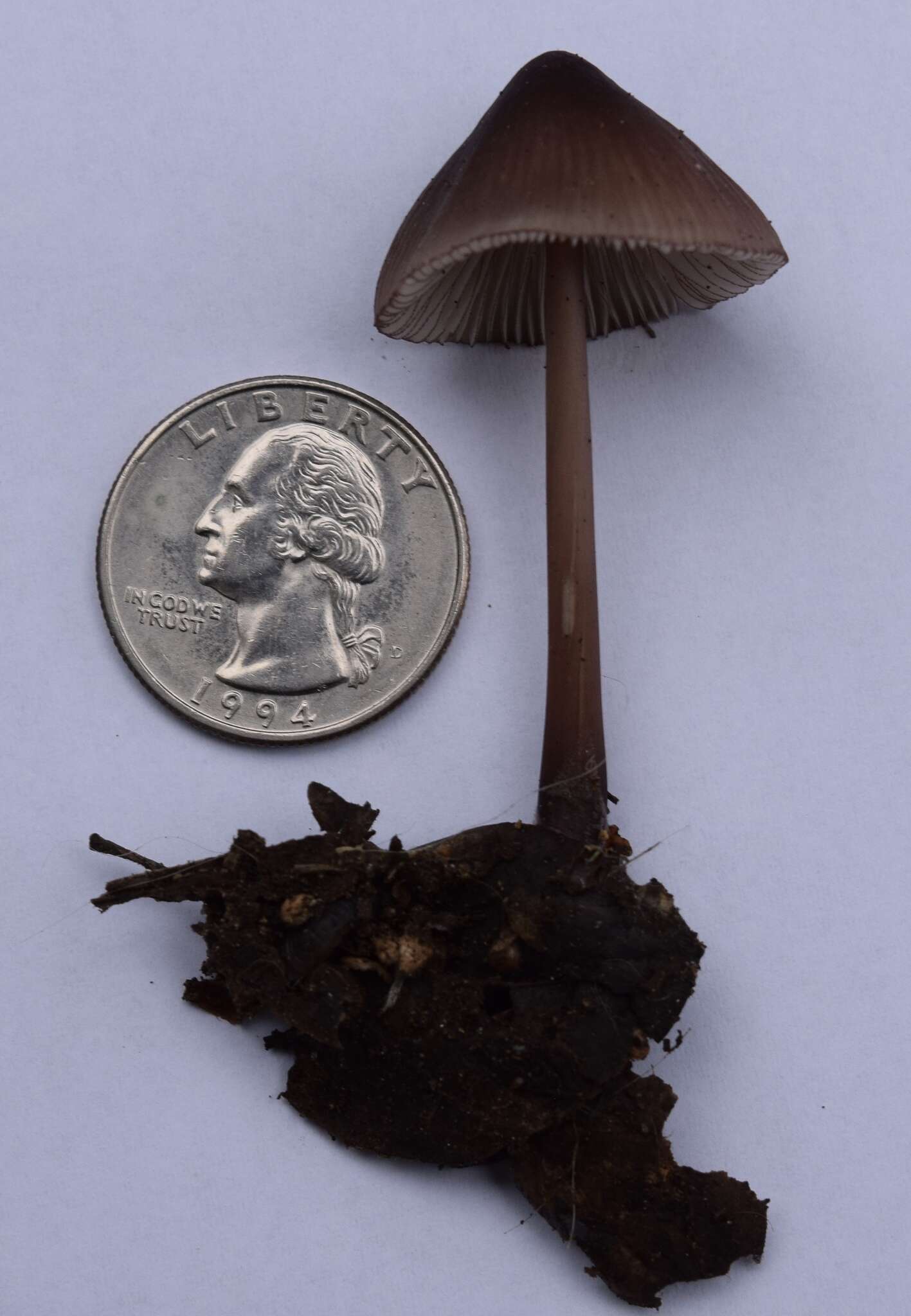 Mycena purpureofusca (Peck) Sacc. 1887 resmi