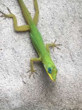 Image of Saint Vincent's Bush Anole