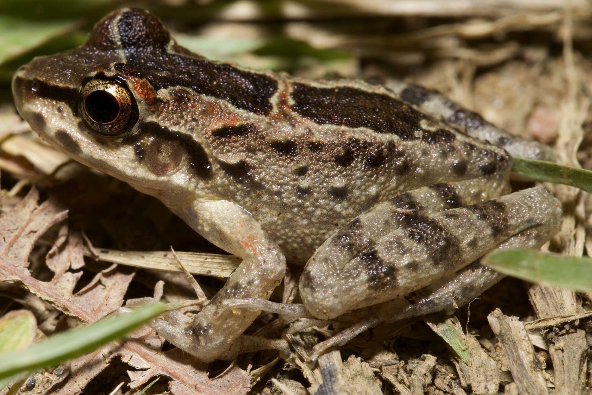 Image of Thoropa taophora (Miranda-Ribeiro 1923)