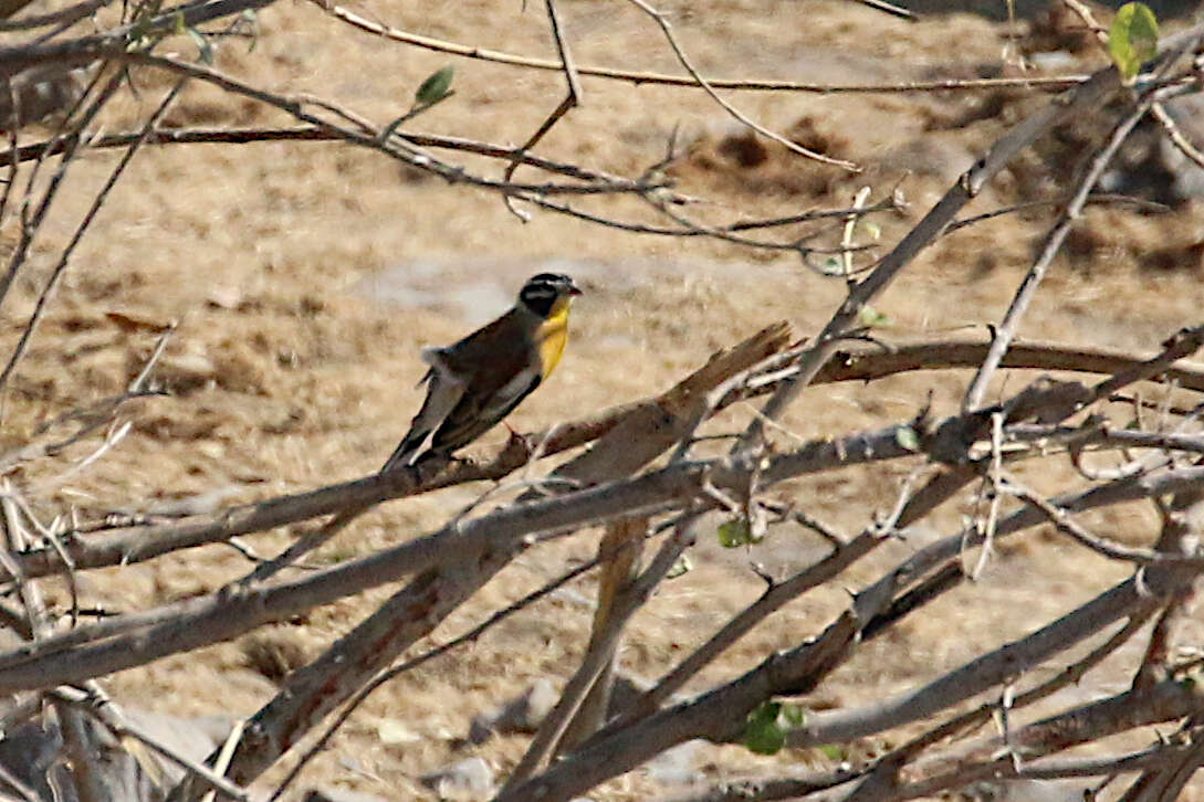 Imagem de Emberiza flaviventris princeps Clancey & Winterbottom 1960