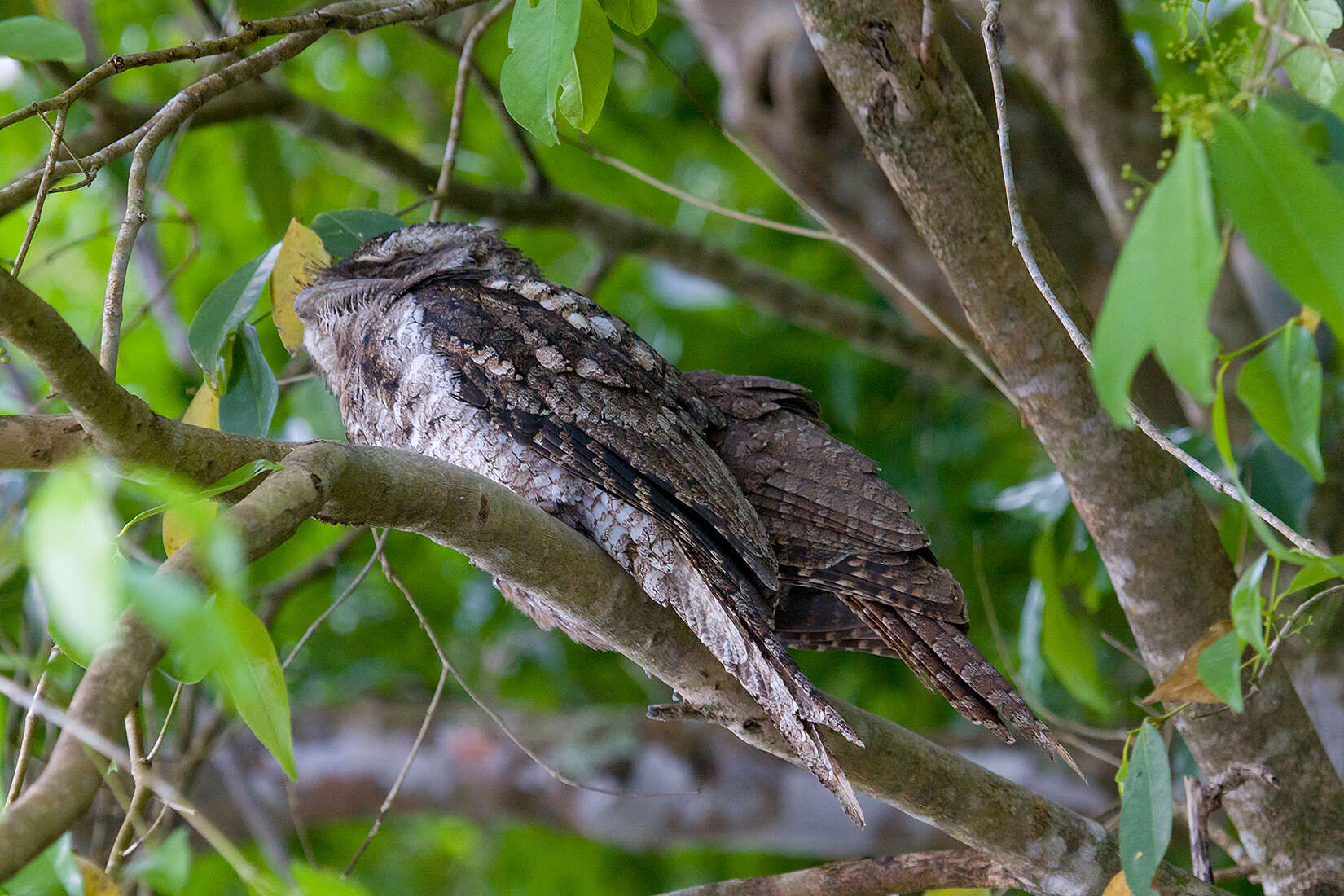 Image of Papuan Frogmouth