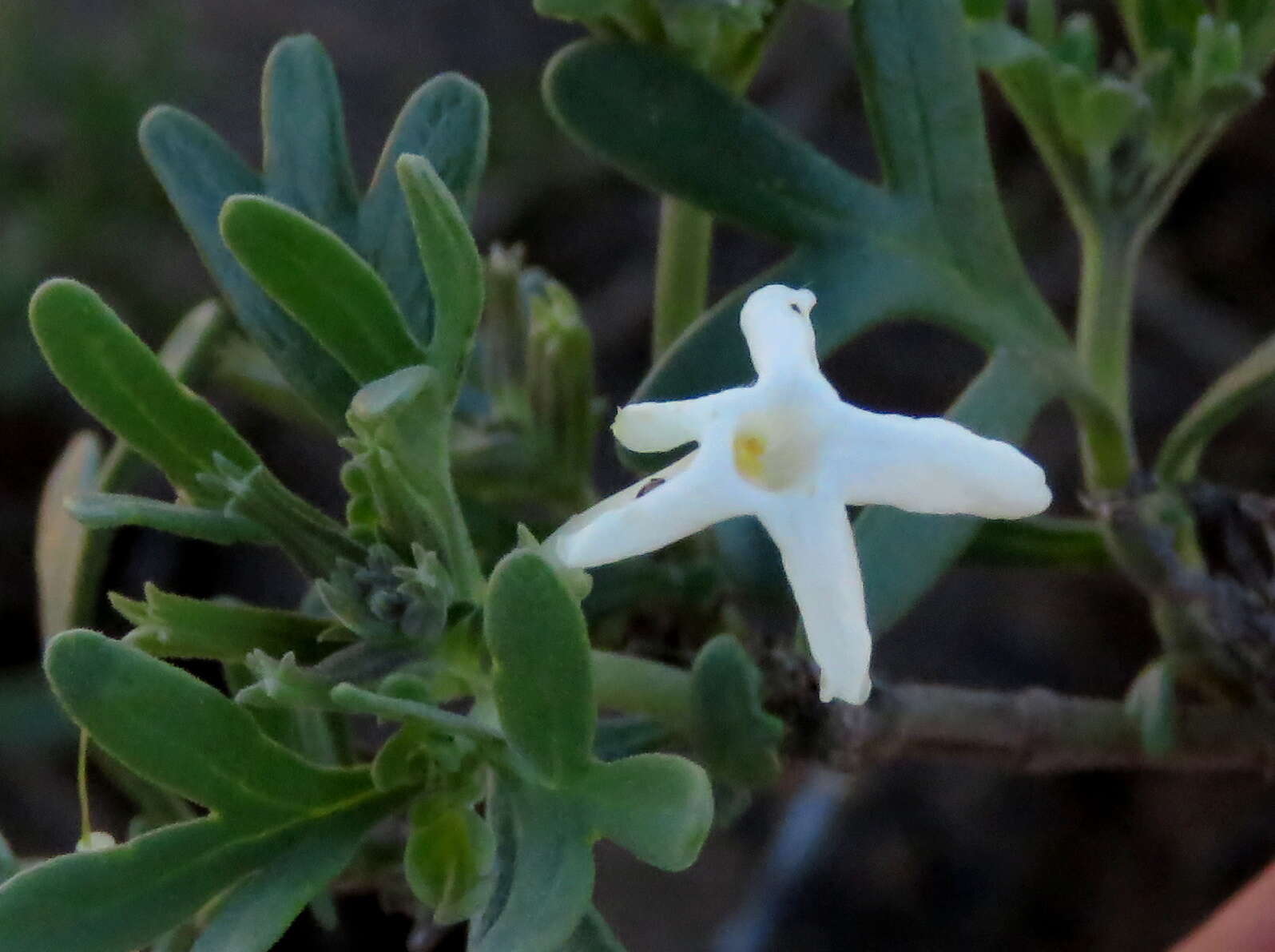 Image of Chascanum pinnatifidum (L. fil.) E. Mey.