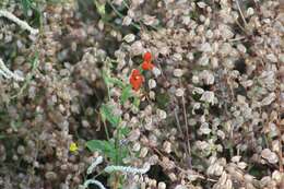 Image of Scarlet Monkey-Flower