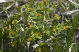 Слика од Euphorbia lucorum Rupr.