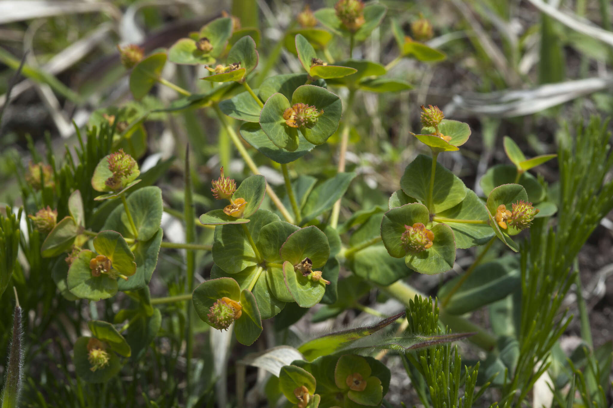 Слика од Euphorbia lucorum Rupr.