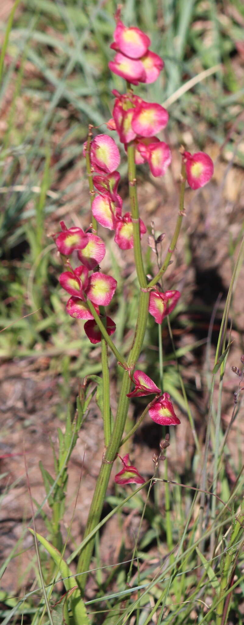 Rumex woodii N. E. Brown resmi