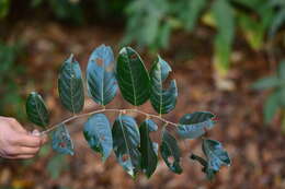 Image of Phyllanthus assamicus Müll. Arg.