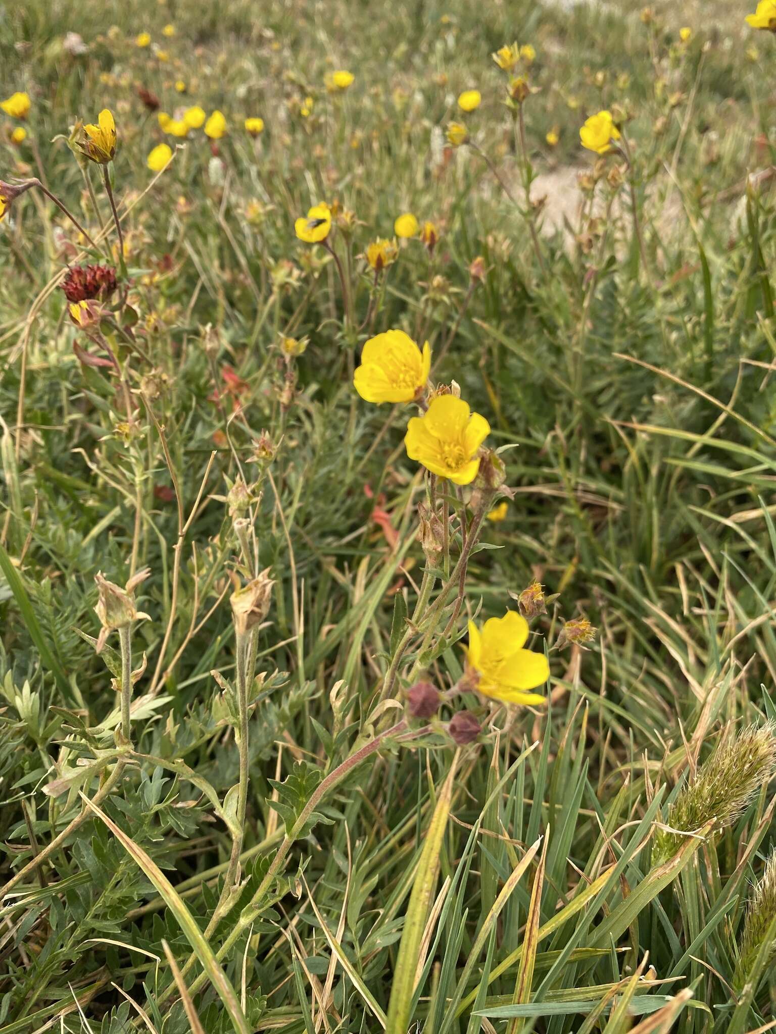 Image de Geum rossii var. turbinatum (Rydb.) C. L. Hitchc.