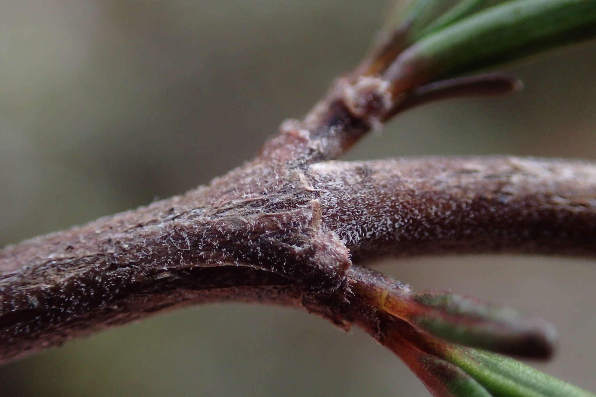 Image de Coprosma elatirioides de Lange & A. S. Markey