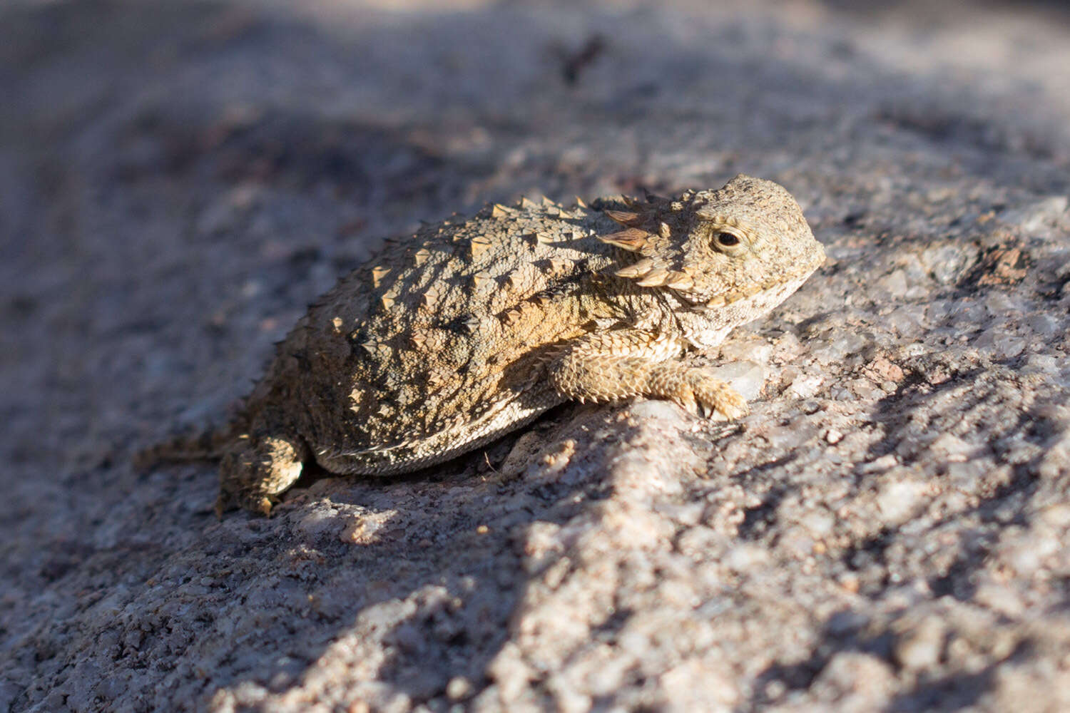 Sivun Phrynosoma solare Gray 1845 kuva