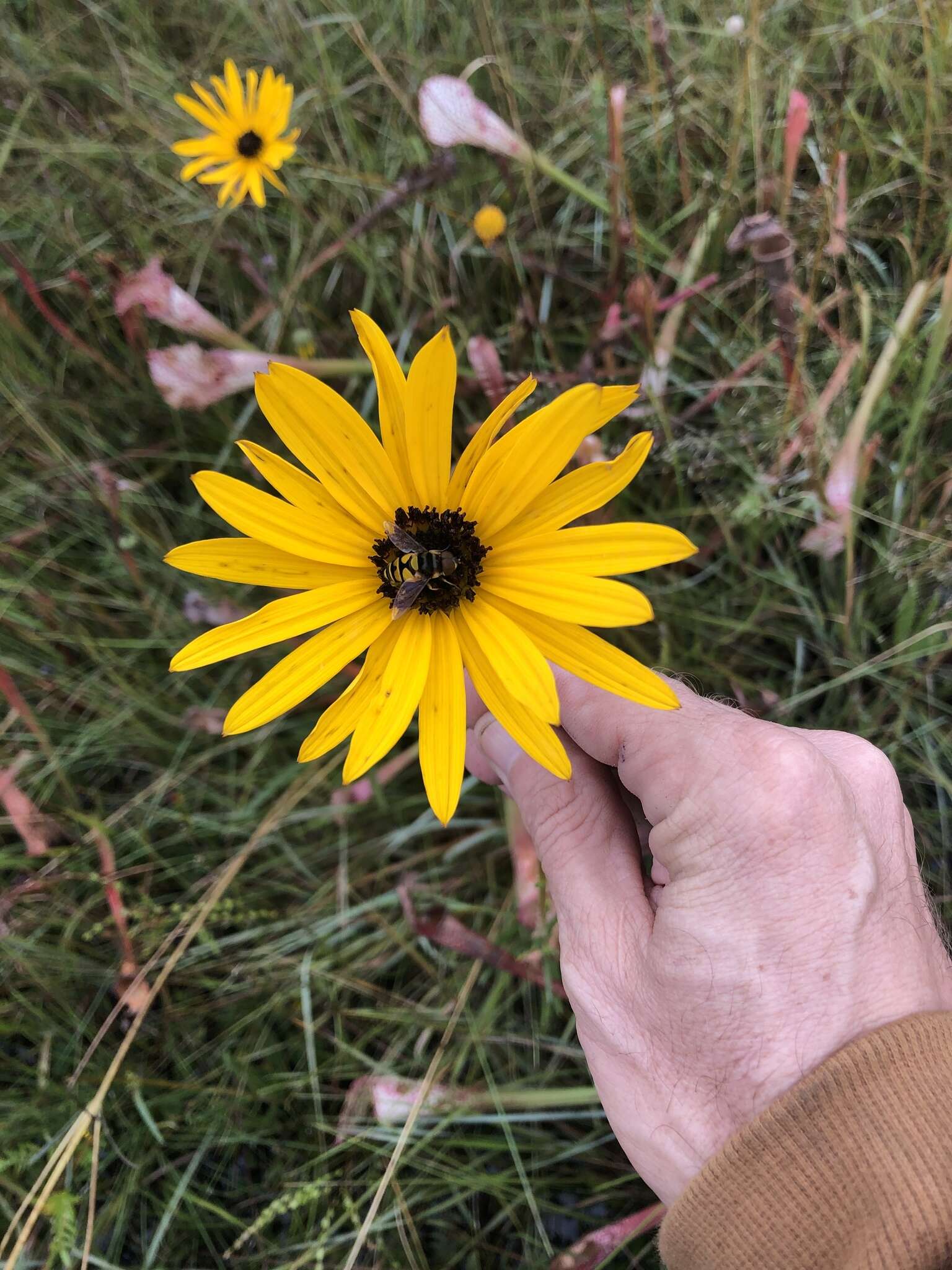 Sivun Helianthus heterophyllus Nutt. kuva