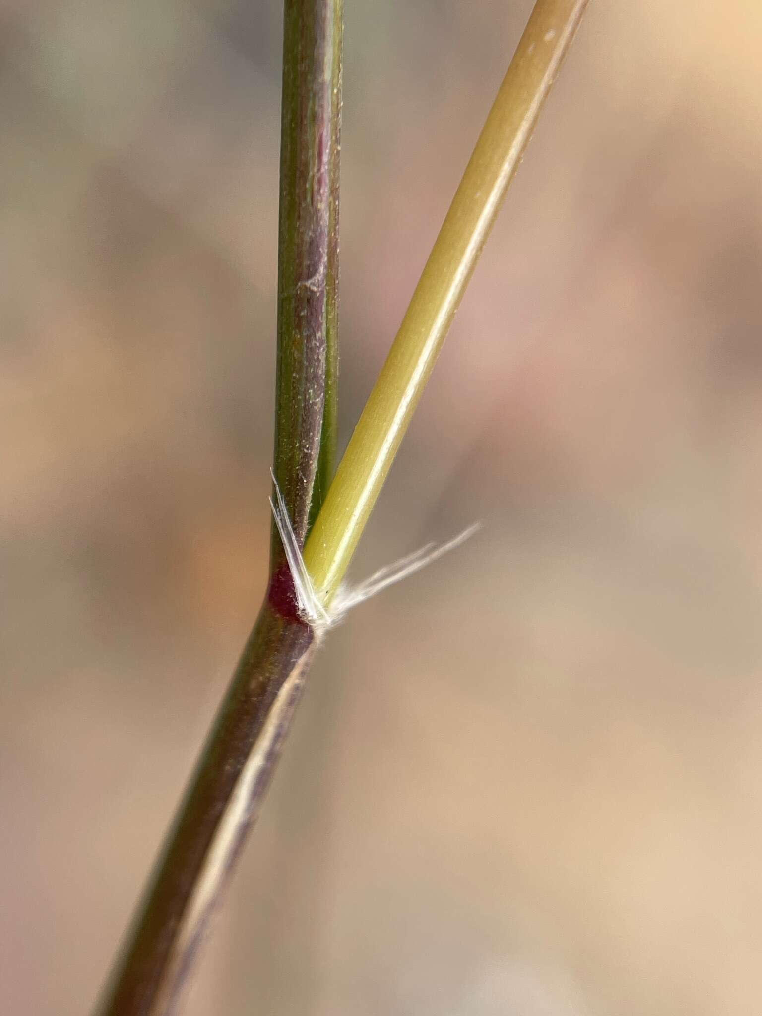 Sivun Tribolium brachystachyum (Nees) Renvoize kuva