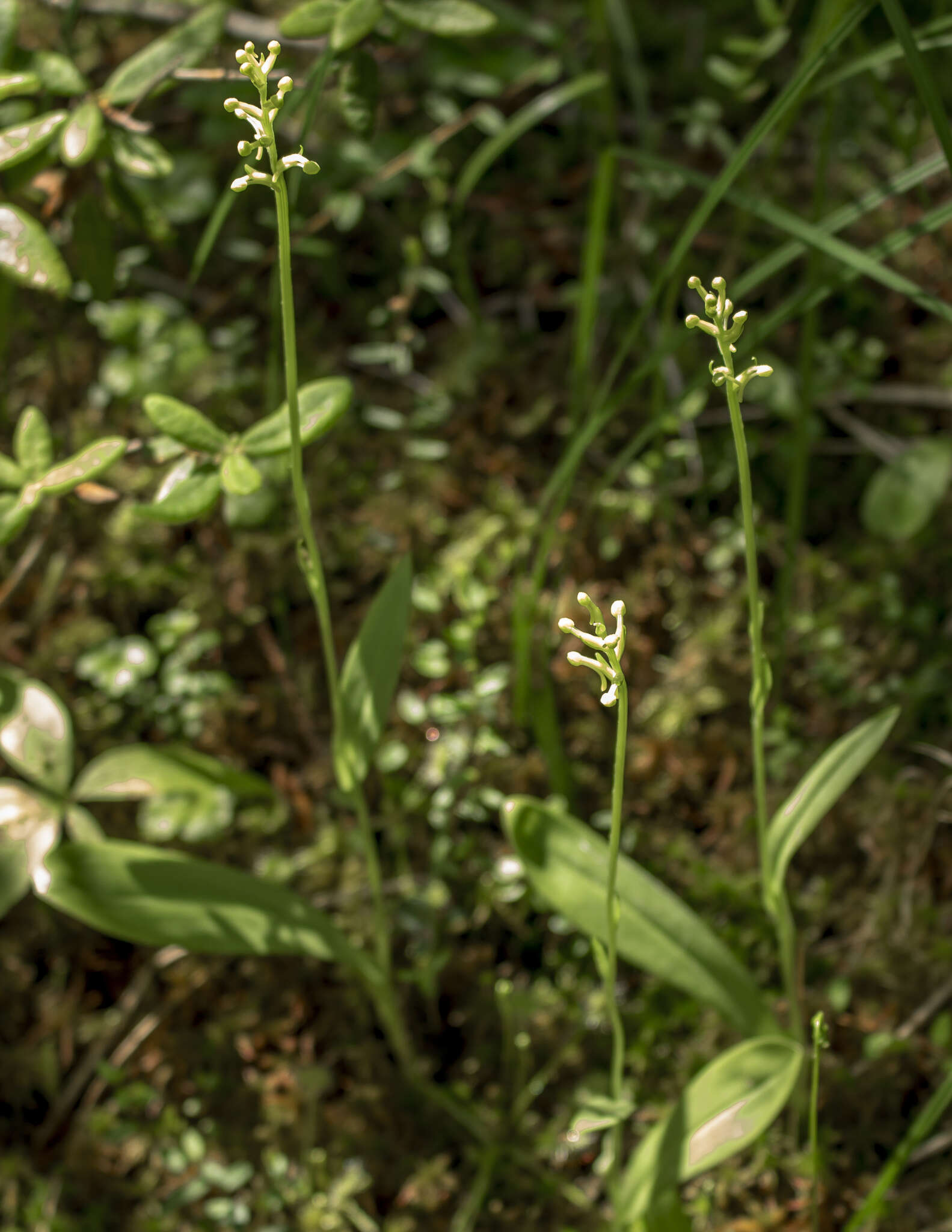 Image of Green Woodland Orchid