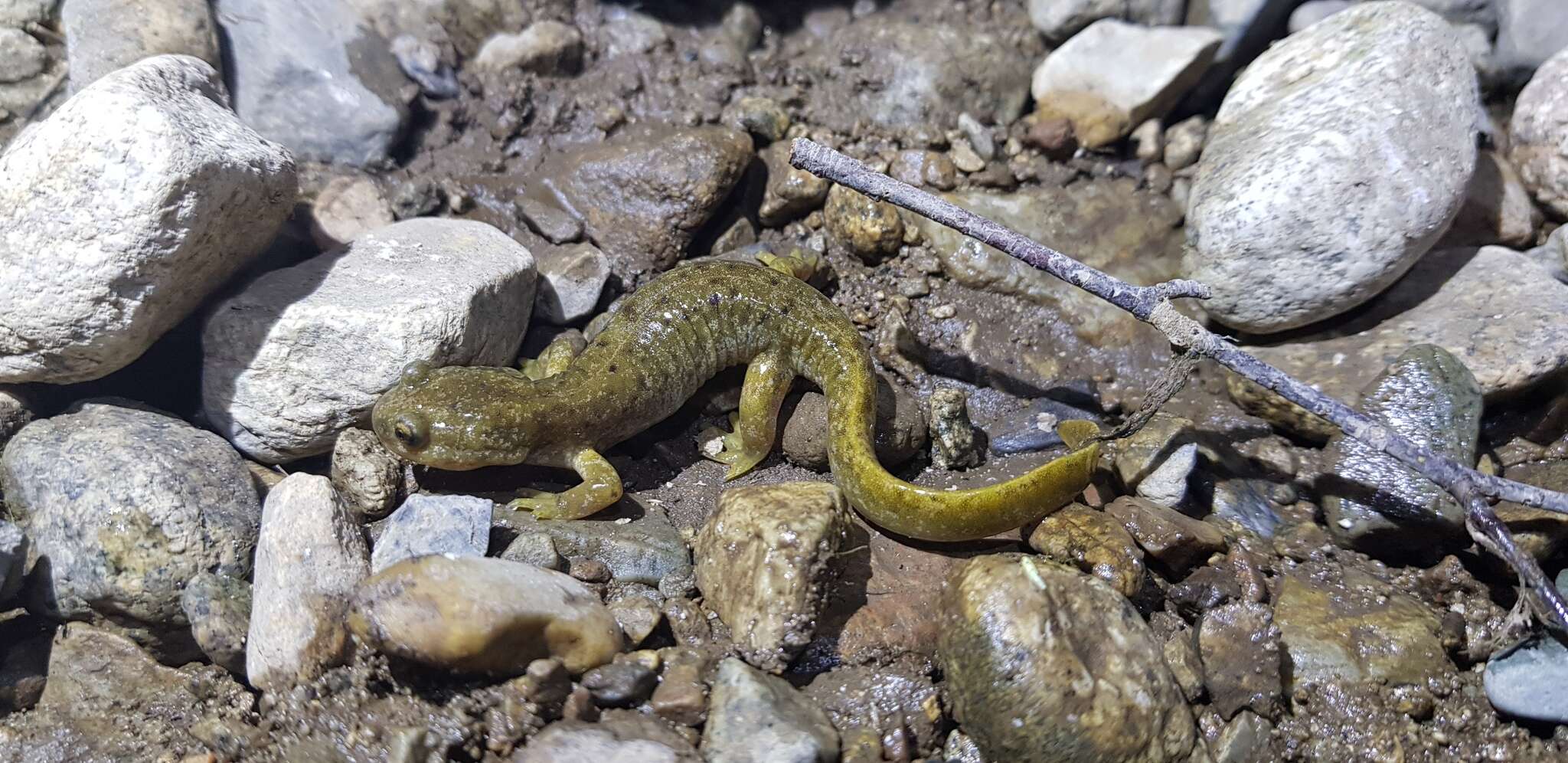 Image of Siberian salamanders