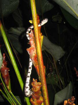 Image of Cloudy Snail-eating Snake