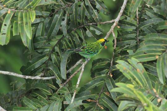 Tangara schrankii (Spix 1825) resmi