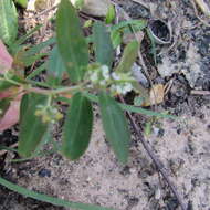 Слика од Euphorbia hypericifolia L.