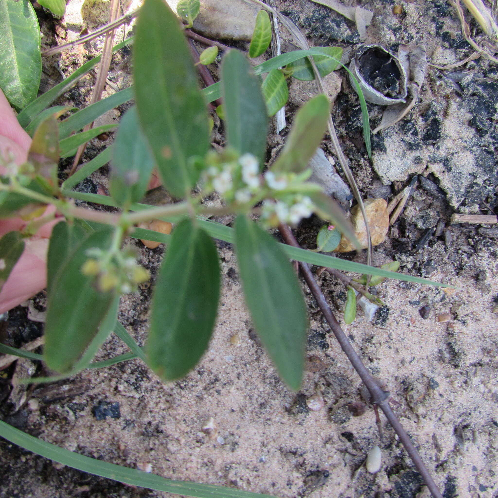 Слика од Euphorbia hypericifolia L.