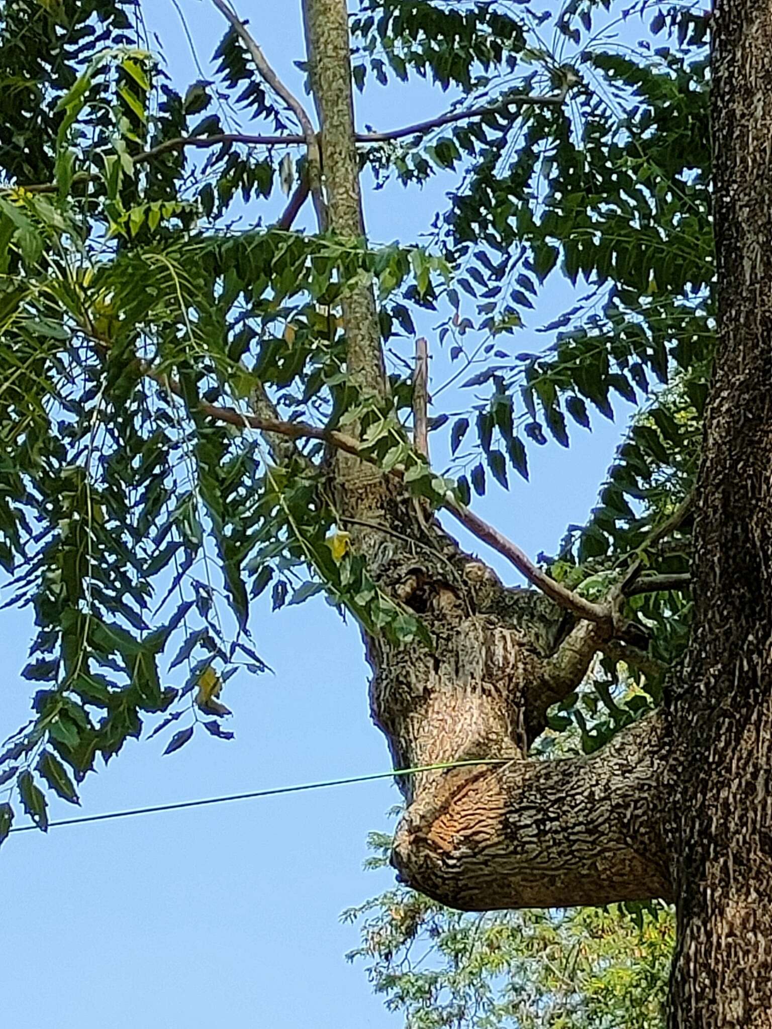 Sivun Ailanthus excelsa Roxb. kuva