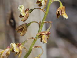 Acrolophia bolusii Rolfe的圖片