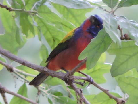 Image of Painted Bunting