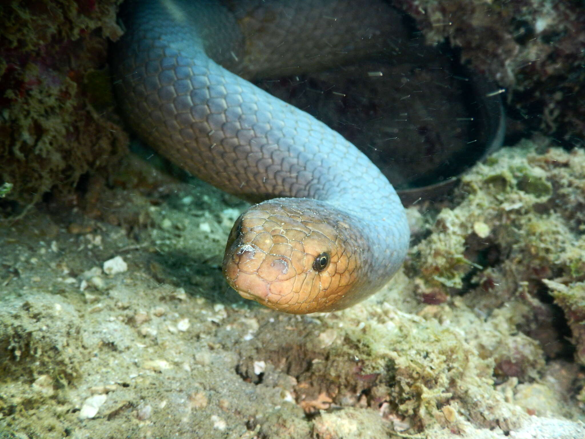 Image of Olive Sea Snakes