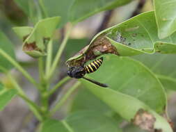 Image de Lissodynerus septemfasciatus (Smith 1857)