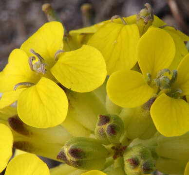 Imagem de Erysimum menziesii (Benth. & Hook. fil.) Wettst.