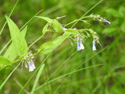 Image of Franciscan Bluebells