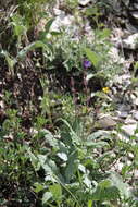 Image of Hoary Salvia