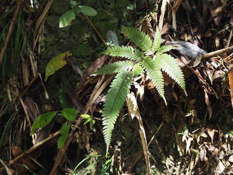 Imagem de Pteris aspericaulis Wall. ex Ag.