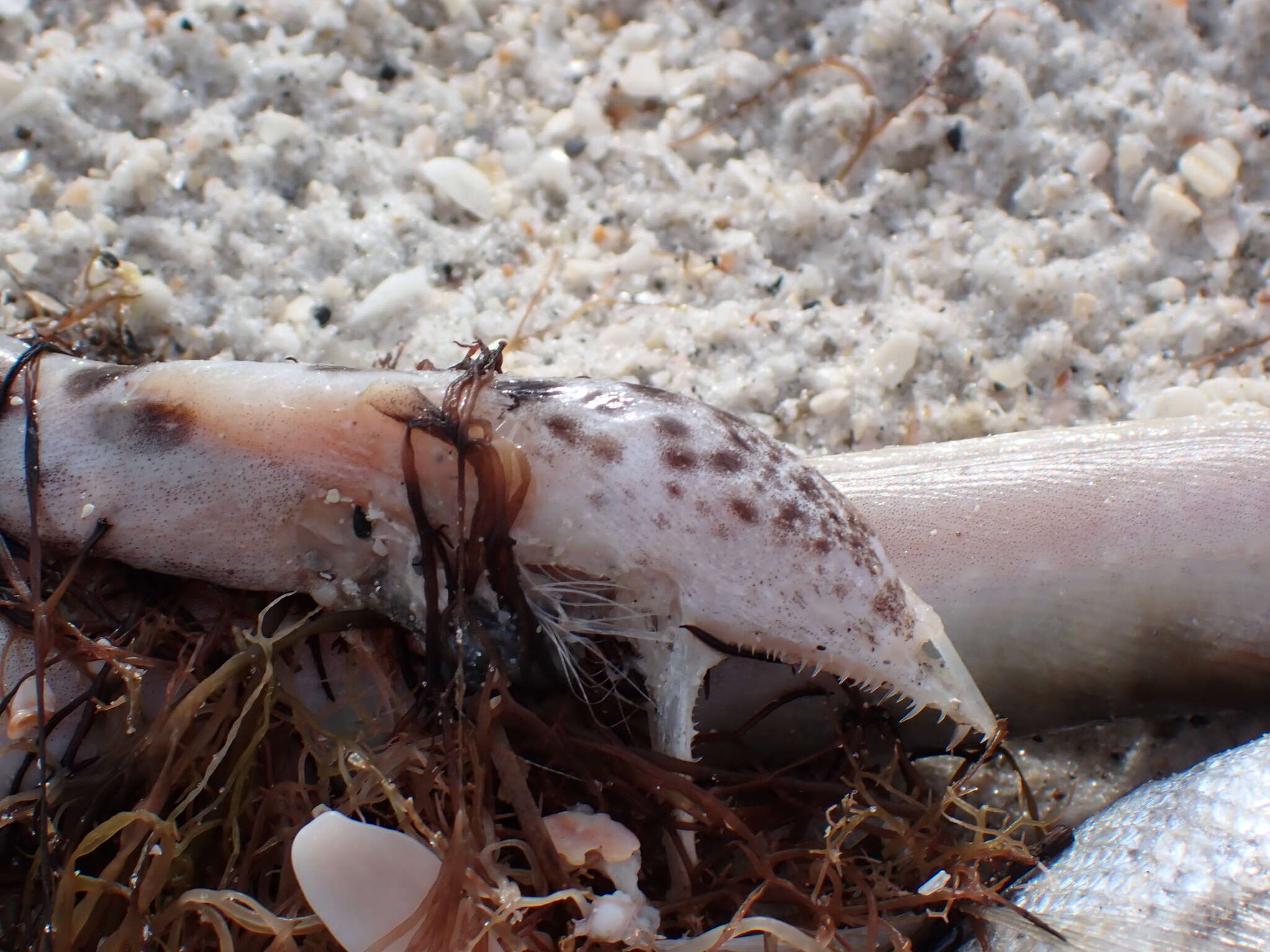 Image of Spotted Spoon-nose Eel