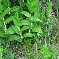 Image of dwarf solomon's seal