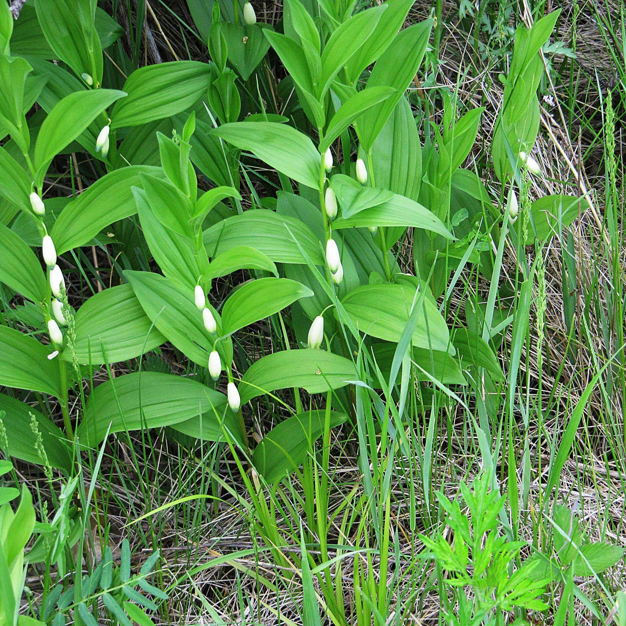 Image of dwarf solomon's seal