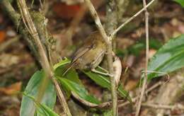 Image of Atherton Scrubwren